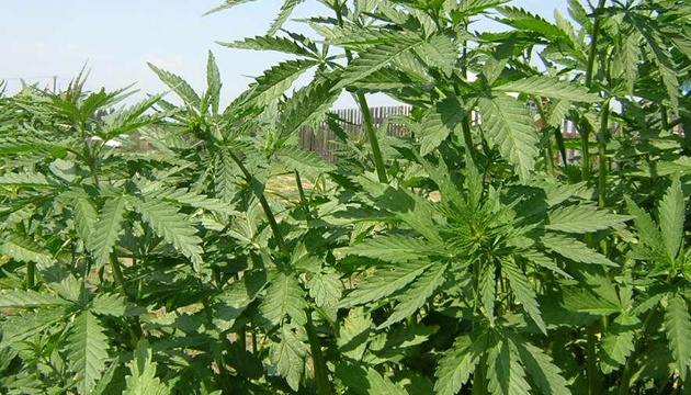 На Тернопільщині правоохоронці виявили 80 рослин коноплі, на ділянці 70-річної тернополянки