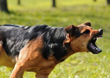 На Тернопільщині зафіксовано випадок смертельної для людини хвороби