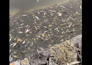 Екологічна катастрофа – на Тернопільському ставі поспливали сотні мальків риб