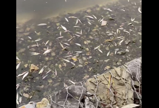 Екологічна катастрофа – на Тернопільському ставі поспливали сотні мальків риб
