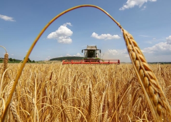 Жнива на Тернопільщині: цього року аграрії встановлюють нові рекорди