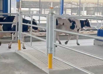 «Бучачагрохлібпром» побудував новітній корівник