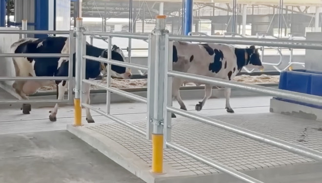 «Бучачагрохлібпром» побудував новітній корівник