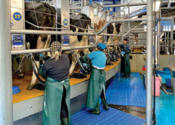 «Бучачагрохлібпром» планує доїти до 40 л молока на день від корови