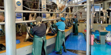 «Бучачагрохлібпром» планує доїти до 40 л молока на день від корови