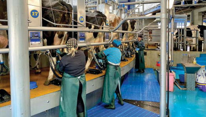 «Бучачагрохлібпром» планує доїти до 40 л молока на день від корови