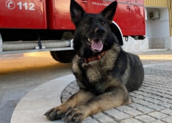 У Тернополі свій «Патрон», – чотирилапа рятувальниця Фіона перша в Україні собака, здатна самотужки шукати людей на великих територіях
