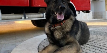 У Тернополі свій «Патрон», – чотирилапа рятувальниця Фіона перша в Україні собака, здатна самотужки шукати людей на великих територіях