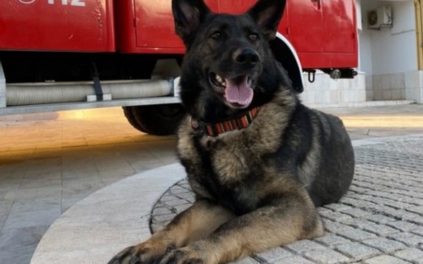 У Тернополі свій «Патрон», – чотирилапа рятувальниця Фіона перша в Україні собака, здатна самотужки шукати людей на великих територіях