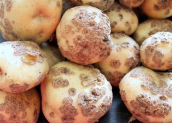 У селі на Тернопільщині запровадили карантин через хворобу картоплі