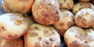 У селі на Тернопільщині запровадили карантин через хворобу картоплі