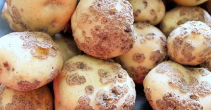 У селі на Тернопільщині запровадили карантин через хворобу картоплі