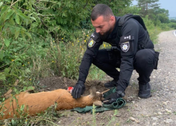 На Тернопільщині патрульні врятували козулю що постраждала внаслідок ДТП