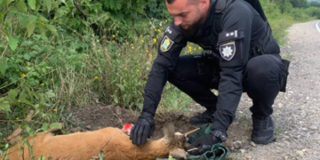 На Тернопільщині патрульні врятували козулю що постраждала внаслідок ДТП