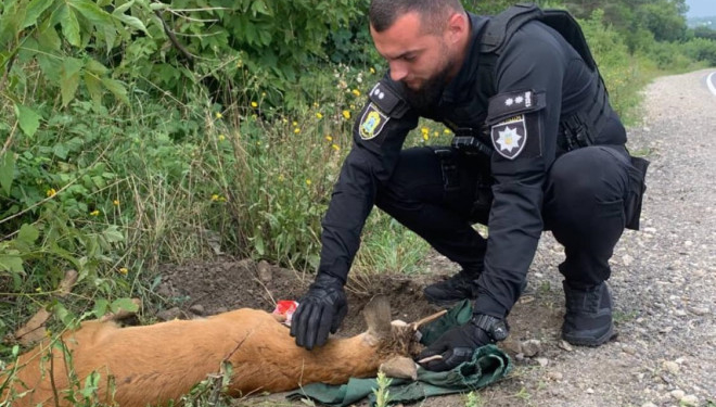 На Тернопільщині патрульні врятували козулю що постраждала внаслідок ДТП