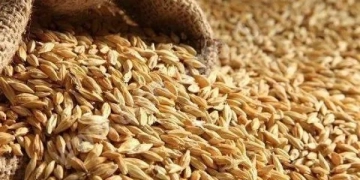 У селищі Великі Бірки злодій-рецидивіст поцупив у жінки 20 мішків ячменю