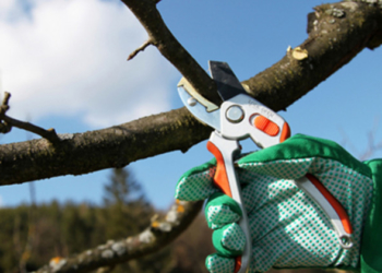 Удар гілкою був летальним: на Тернопільщині пенсіонер загинув обрізаючи дерева