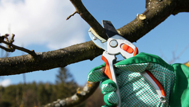 Удар гілкою був летальним: на Тернопільщині пенсіонер загинув обрізаючи дерева