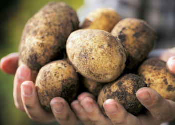У селі Юськівка на Тернопільщині введено офіційну заборону садити картоплю строком на 4 роки