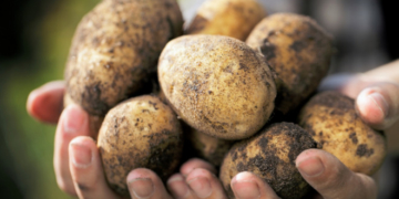 У селі Юськівка на Тернопільщині введено офіційну заборону садити картоплю строком на 4 роки