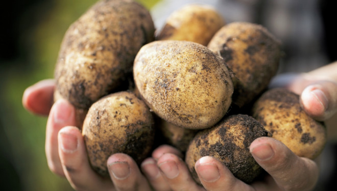 У селі Юськівка на Тернопільщині введено офіційну заборону садити картоплю строком на 4 роки