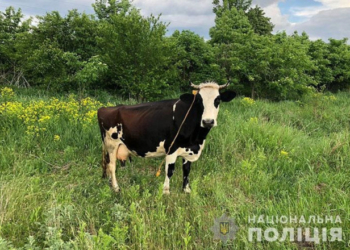 5 років в’язниці за викрадену корову присудили жителю Тернопільщини