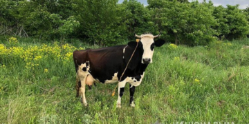 5 років в’язниці за викрадену корову присудили жителю Тернопільщини