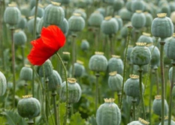 На Бережанщині жінку судитимуть за вирощування маку