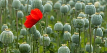 На Бережанщині жінку судитимуть за вирощування маку