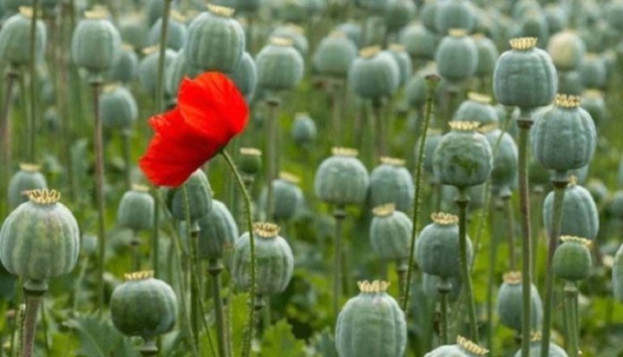 На Бережанщині жінку судитимуть за вирощування маку