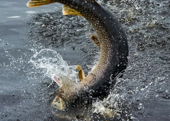 Житель Шумська втопився під час риболовлі на місцевому ставку, – риба затягла чоловіка у воду