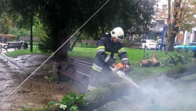 «Слава Богу, що не проламало голову»: дерево що упало в Центрі Тернополя травмувало трьох жінок