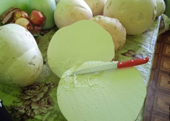 Гігантський гриб а на смак, як курка: на Тернопільщині продають унікальну знахідку