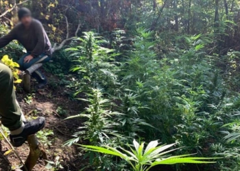 Поблизу Мельниці-Подільської на березі Дністра виявили плантацію коноплі