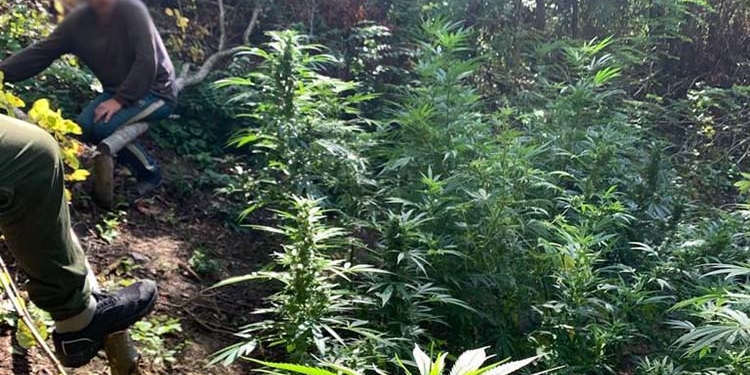 Поблизу Мельниці-Подільської на березі Дністра виявили плантацію коноплі