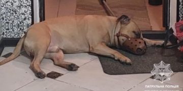 Довелося застосувати заспокійливе: у Тернополі пес бійцівської породи кидався на господарів та не давав їм вийти з помешкання