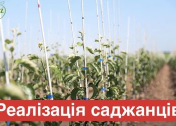 ФГ «Гадз» реалізує високоякісні саджанці плодових дерев та смородини