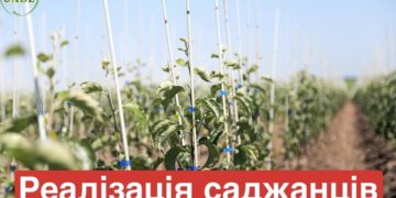 ФГ «Гадз» реалізує високоякісні саджанці плодових дерев та смородини