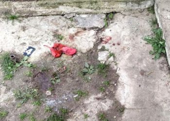 В сусідній з Тернопільщиною області домашня вівчарка загризла немовля