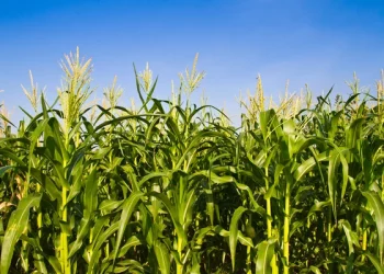 У Бучацькому райсуді винесли вирок пенсіонеру, котрий вкрав 22 качани кукурудзи