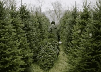 З 15 грудня у Тернополі розпочинається продаж новорічних ялинок