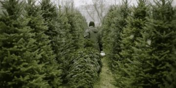 З 15 грудня у Тернополі розпочинається продаж новорічних ялинок