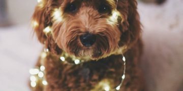 З’явився новий графік відключень світла на Тернопільщині