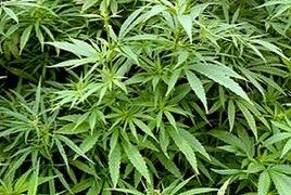 В громаді на Тернопільщині судили чоловіка за вирощування коноплі