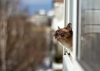 Тернополян приємно здивує новорічна погода