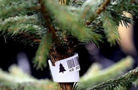 Поліцейські Тернополя закликають не купувати крадені ялинки