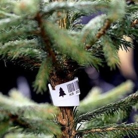 Поліцейські Тернополя закликають не купувати крадені ялинки