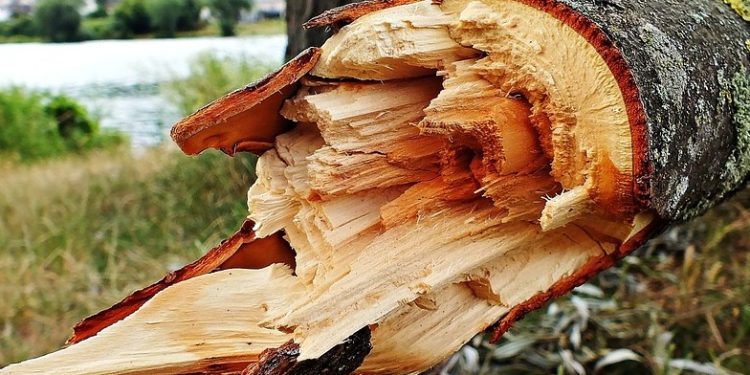 У Тернополі дерево вбило чоловіка