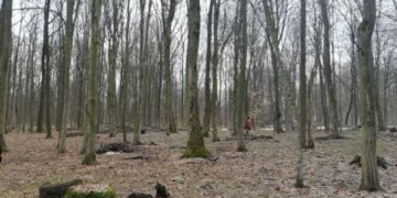 Лісгосп на Тернопільщині незаконно вирізала дерев на понад 360 тис. грн