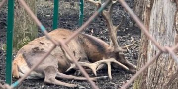У Тернопільському зоокутку помирає олень